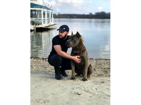 Cane Corso