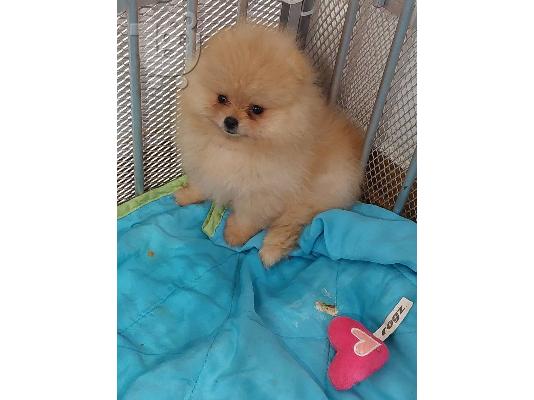 Pomeranian Spitz κουτάβια