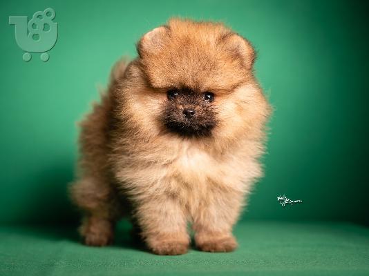 Pomeranian Spitz κουτάβια