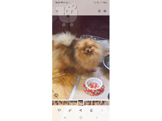 Pomeranian spitz BOO κουτάβια, Pomeranian, Pomeranian αρκουδάκια