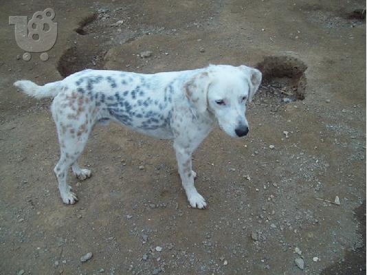 Ο πιτσιλωτος Χοσε χαριζεται