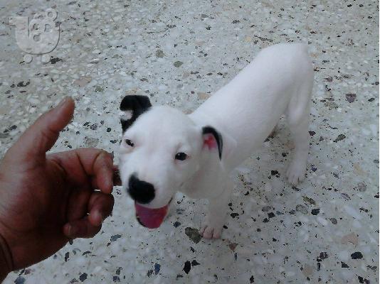PoulaTo: πωλείται dogo argedino