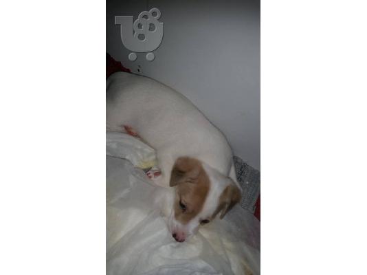 Jack Russell
