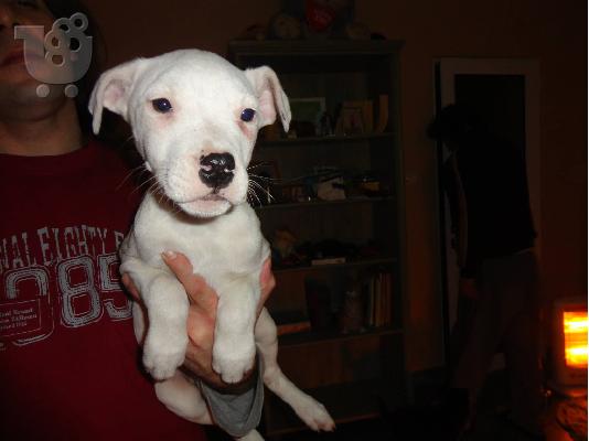 dogo argentino