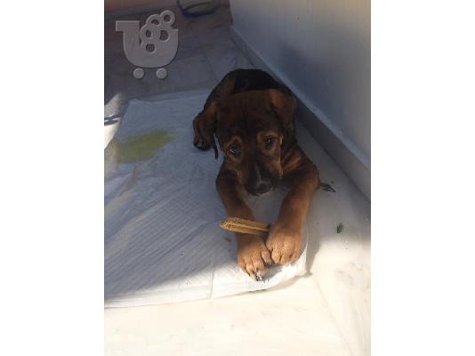 ΧΑΡΙΖΕΤΑΙ κουτάβι ημίαιμο presa (dogo)kanario