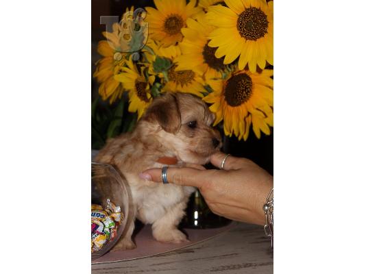 Havanese Bichon κουτάβια