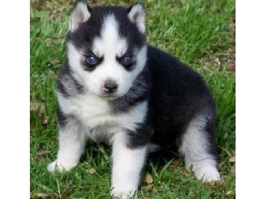 Όμορφα Σιβηρικά γεροδεμένα κουτάβια προς πώληση