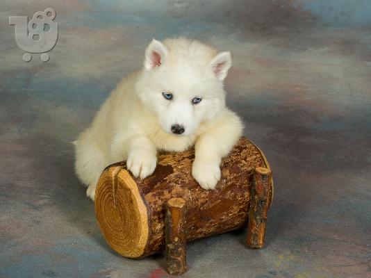 HUSKY SIBERIAN