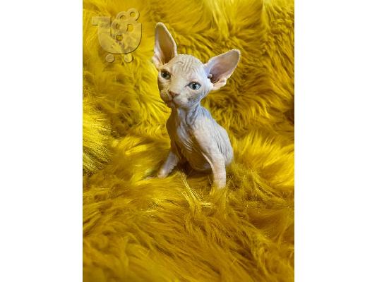 PoulaTo: Sphynx kittens