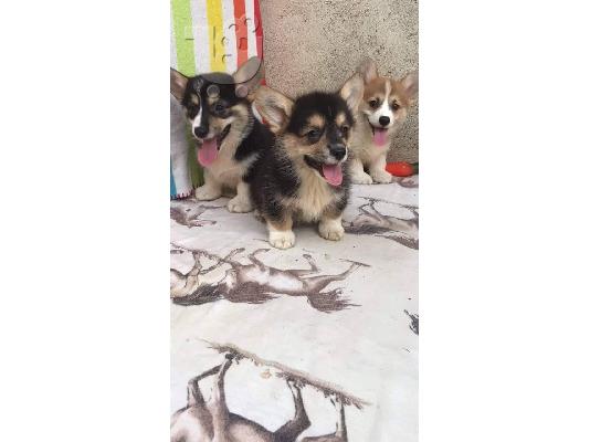 Welsh κουτάβια corgi