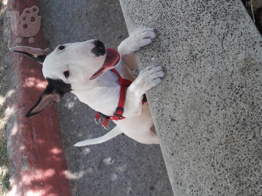 PoulaTo: Bull Terrier