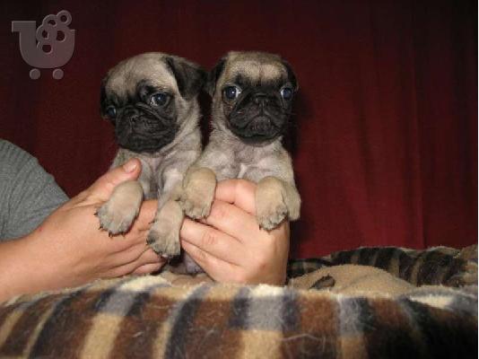 PoulaTo: πώληση Pugs