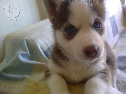 PoulaTo: Χάσκυ αρσενικό