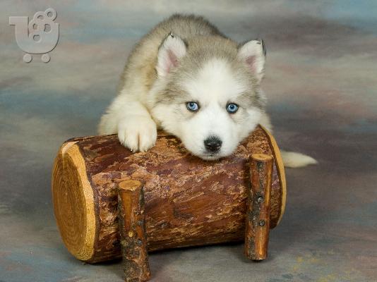 PoulaTo: HUSKY SIBERIAN