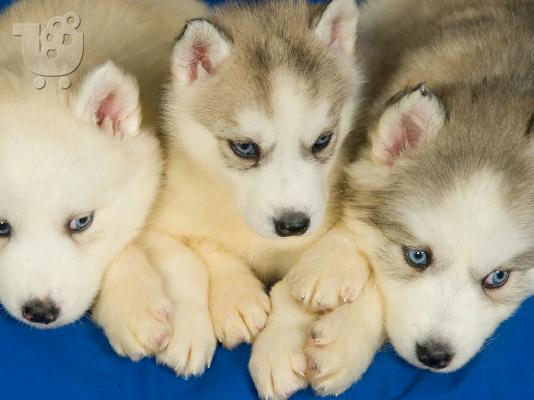 PoulaTo: Πανεμορφο καθαροαιμο Χασκυ Σιβηριας