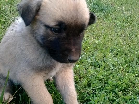 Χαρίζονται πανεμορφα κουταβακια