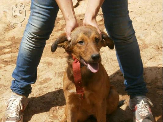 Νεαρη σκυλιτσα χαριζεται