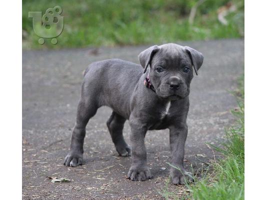 PoulaTo: Κουτάβια Cane Corso