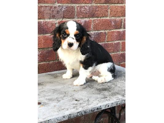 Cavalier King Charles Spaniel