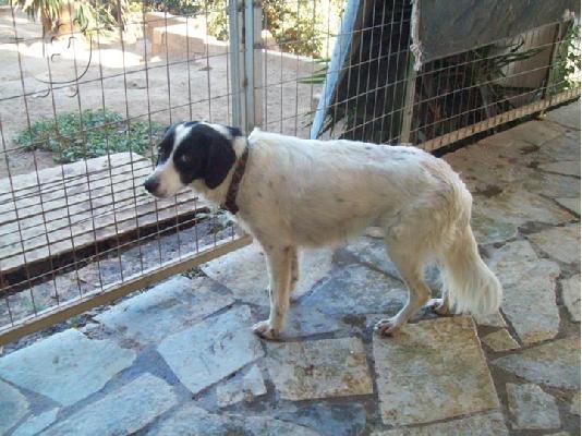 Σκυλιτσα συντροφιας μικρομεσαιου μεγεθους χαριζεται...