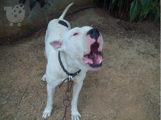 Dogo argentino χαριζεται