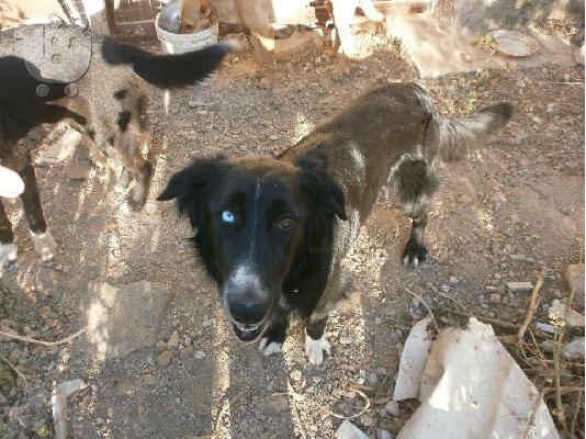 Κουκλα Σκυλιτσα Ψαχνει Σπιτακι
