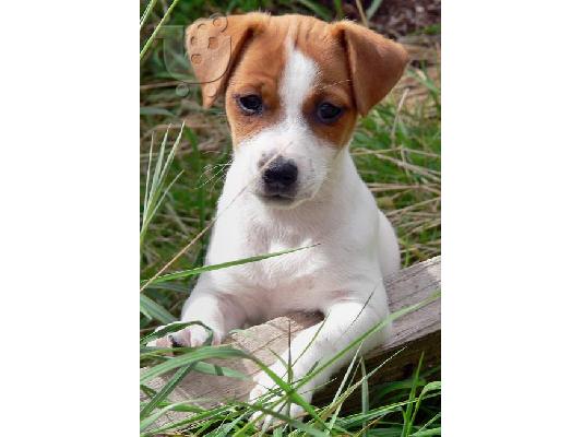 Eτοιμοπαράδοτα καθαρόαιμα jack