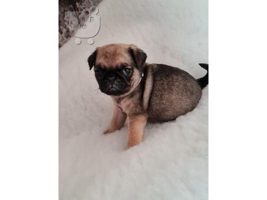 PoulaTo: Pugs προς πώληση