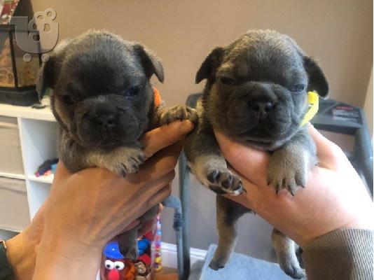 PoulaTo: Γαλλικό μπουλντόγκ