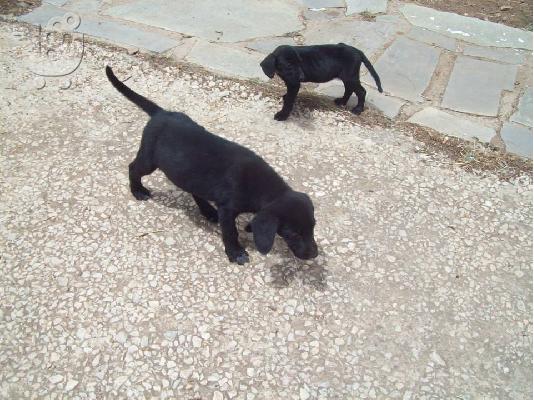 Κουταβουλες χαριζονται