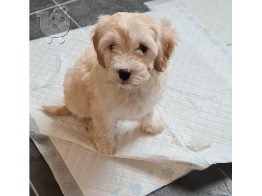 PoulaTo: Cavapoo Red