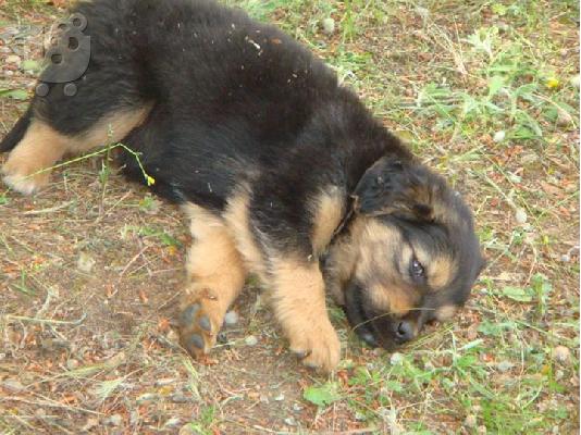 Κουταβακια χαριζονται