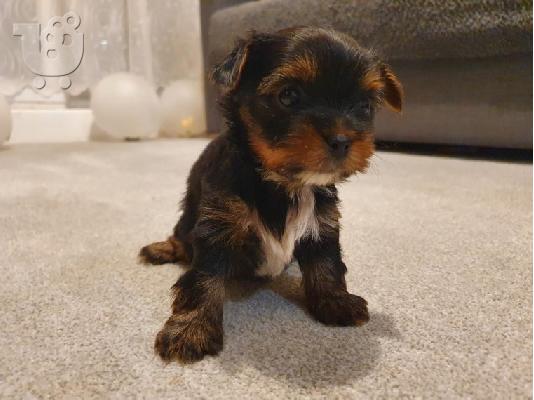 Μινιατούρα Biewer Yorkshire Terrier