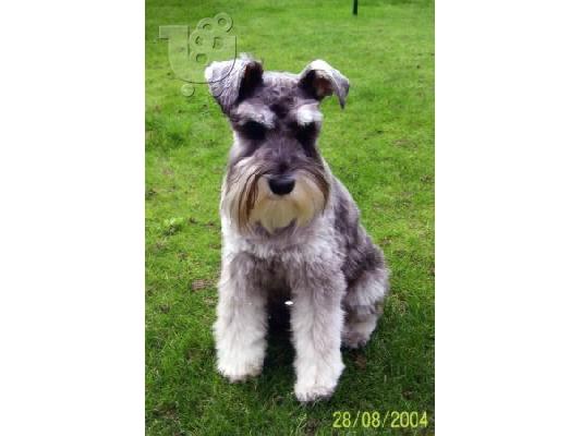 PoulaTo: Μινι Σναουτζερ καθαροαιμο κουταβακι