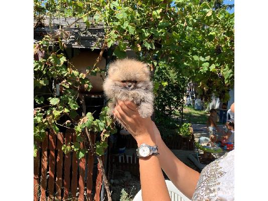 PoulaTo: Κουτάβια Pomeranian