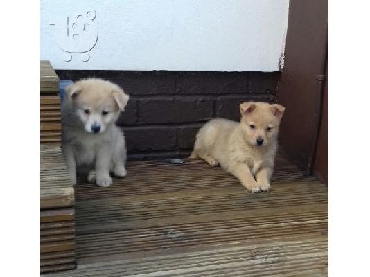 Γνήσια εκπληκτική Pomskies F1 προς πώληση