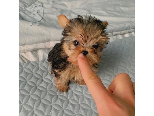 Μικρο Yorkie