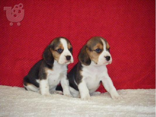 PoulaTo: Beagle Puppies για υιοθεσία.