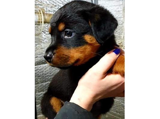 Όμορφα υγιή κουτάβια ROTTWEILER