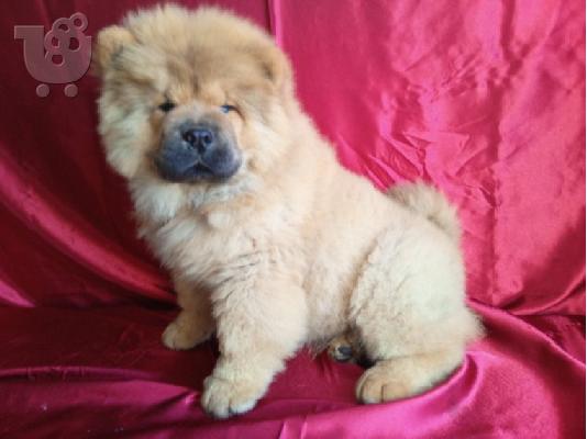 PoulaTo: Κουτάβια Chow Chow διαθέσιμα προς πώληση