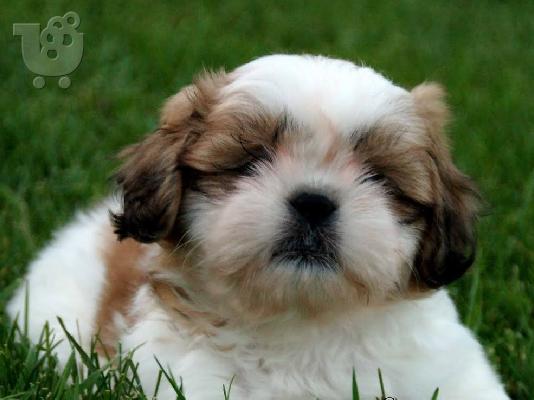 Shih Tzu