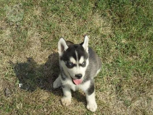 Husky καθαροαιμα κουταβια 6979314054 θεσσαλονικη