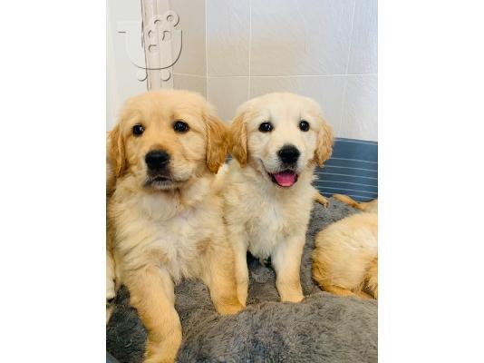 PoulaTo: Πωλούνται κουτάβια Golden Retriever