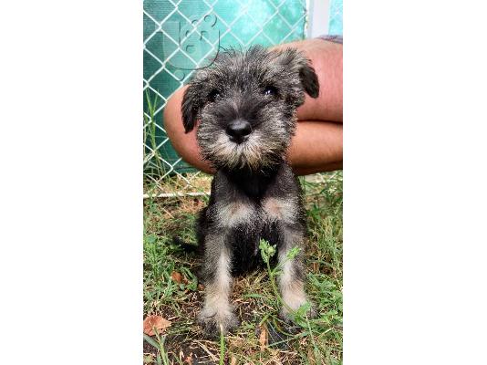 Standard Schnauzer κουτάβια