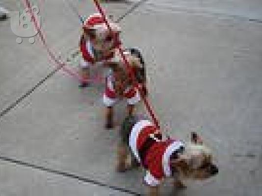 PoulaTo: yorkie κουτάβι για € 200
