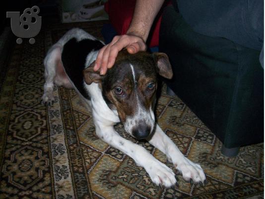 Ο τσινο ψαχνει σπιτι