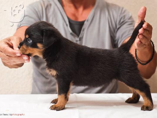 PoulaTo: ΠΩΛΗΣΗ ΚΟΥΤΑΒΙΑ ΡΟΤΒΑΙΛΕΡ