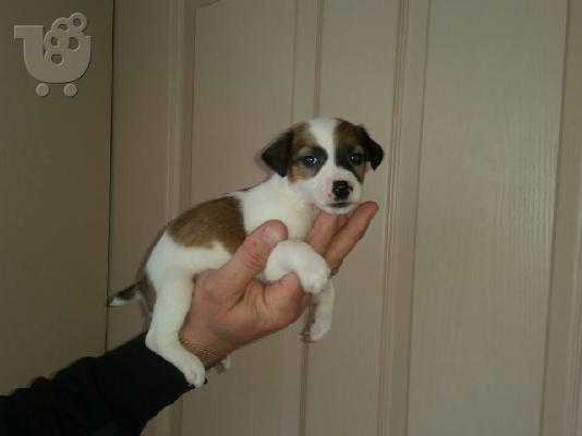 Jack Russell καθαροαιμα 6979314054 ΚΡΗΤΗ