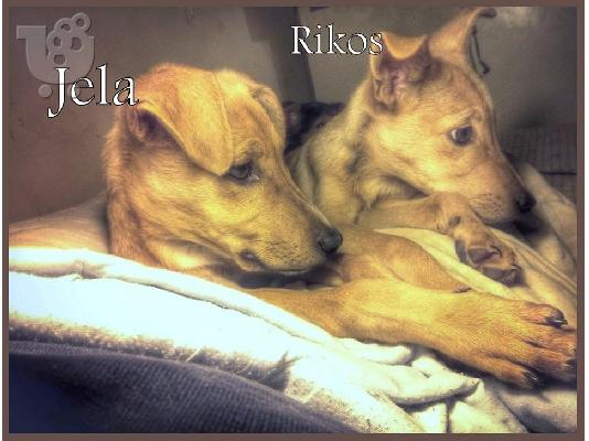 PoulaTo: Ημιαιμος Ελληνικός Γκέκας 4 μηνών