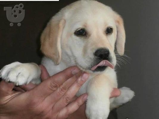 PoulaTo: Labrador Καθαροαιμα κουτάβια ευκαιρία Αθηνα 6988190151